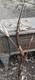 1940s NATIVE AMERICAN SHORT BOW RECURVE/ 2 ARROWS HANDMADE HTF