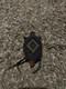 Authentic Plains Indian style beaded turtle amulet/ umbilical cord fetish