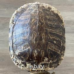 Native American Ceremonial Turtle Rattle with Bead & Bone Accent Wooden Handle