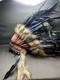Native American War Indian Warrior Feathered Beaded Ceremonial Headdress