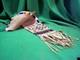 Northern Plains Beaded Pipe Bag Beautiful